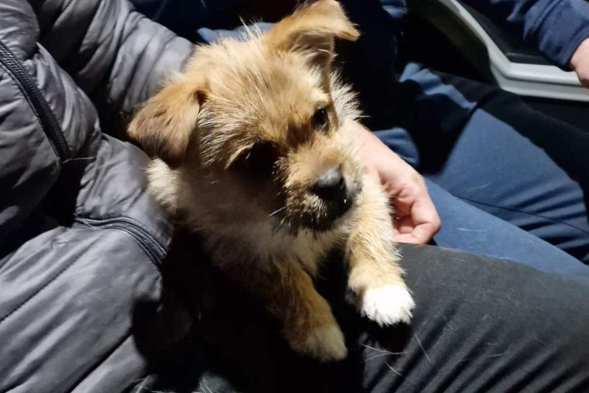 cagnolina salvata