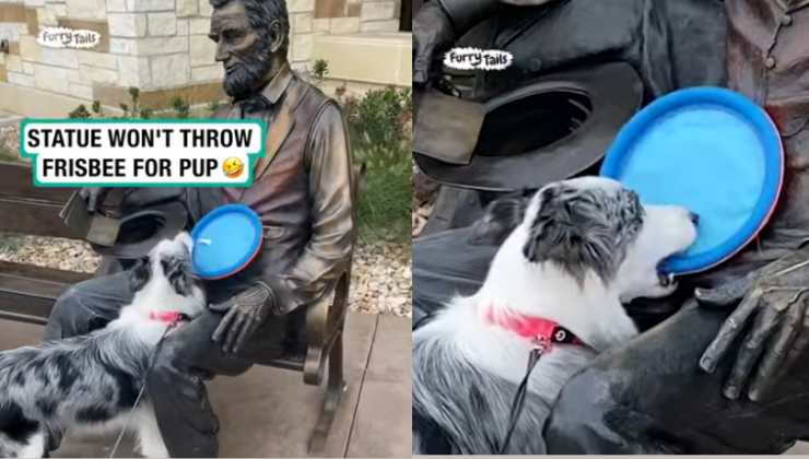 cane con frisbee