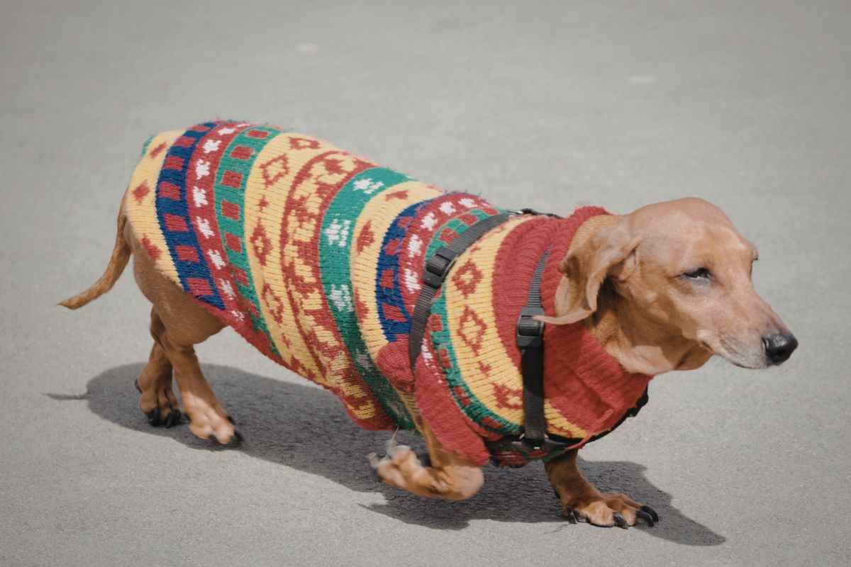 Cane con maglione