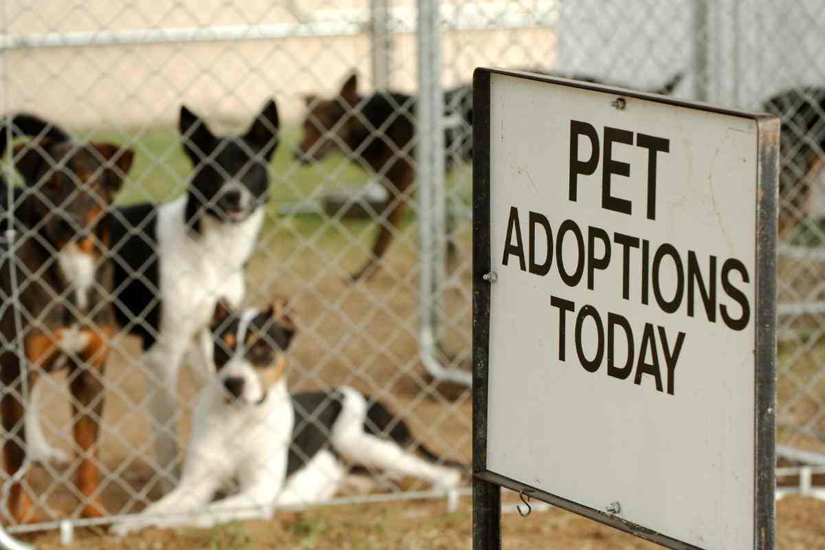 cane in adozione