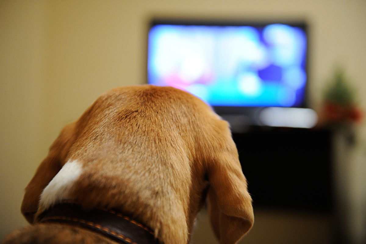 cane e tv