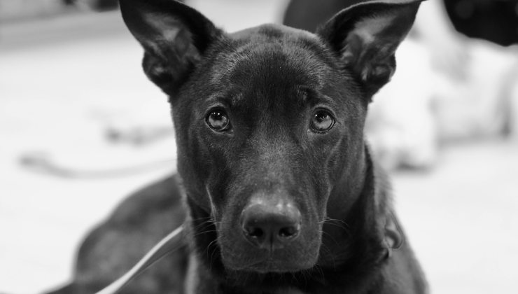 cane in difficoltà
