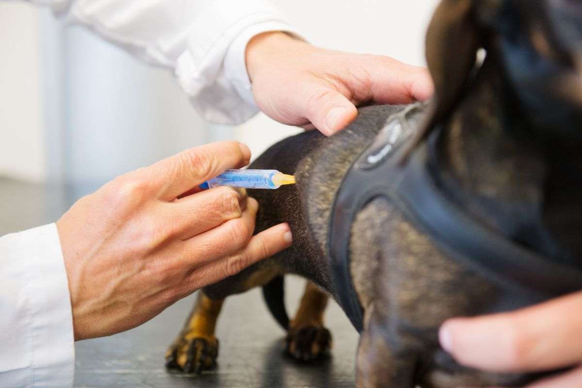 Cane eutanasia