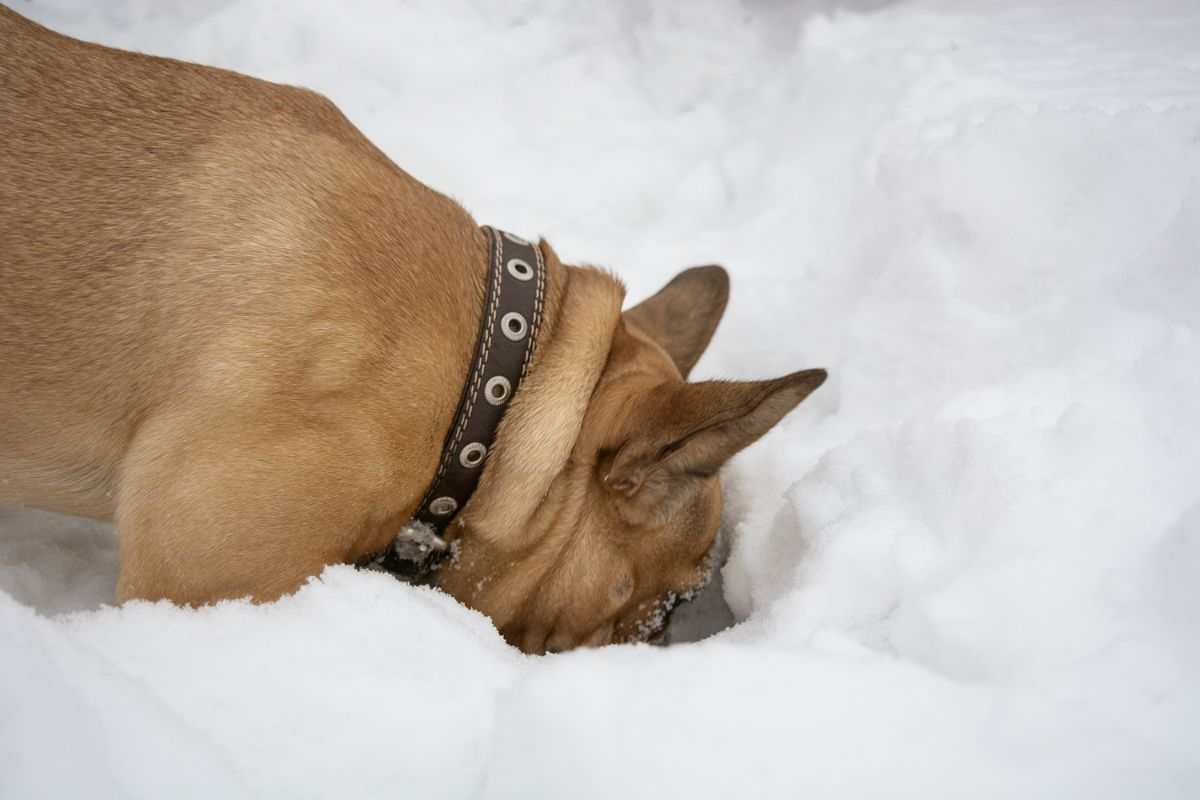 Cane mangia la neve