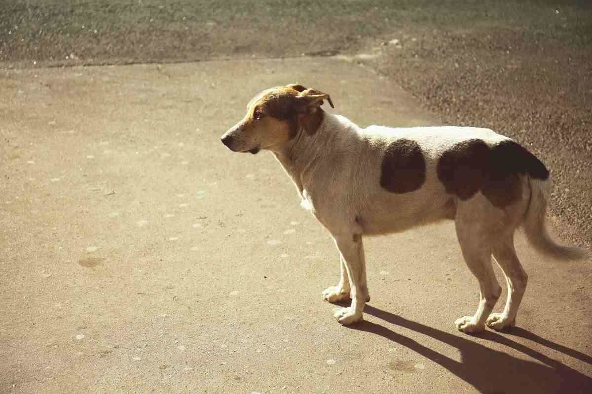 Cane in strada