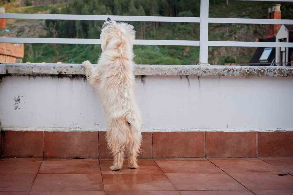 cane fuori