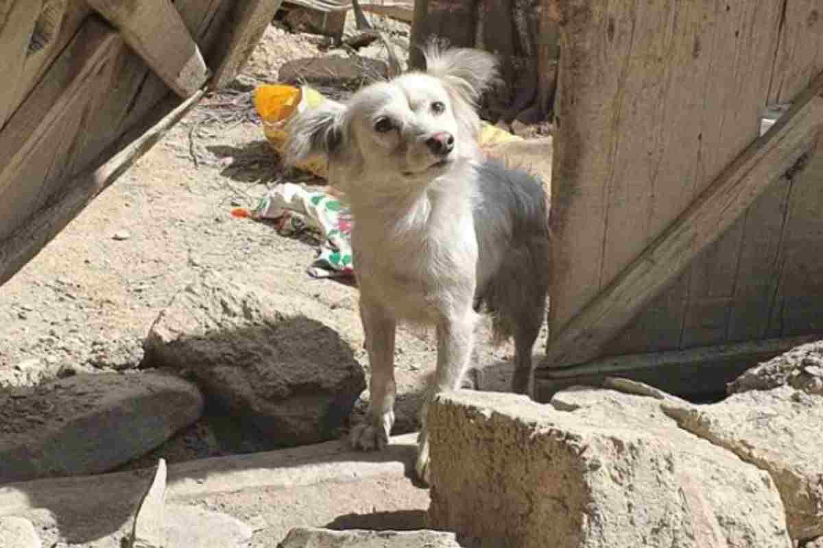 cane cucciolo