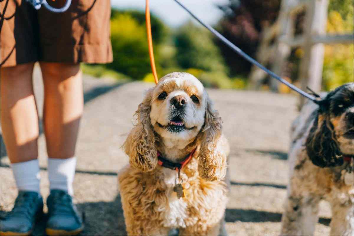 cane al guinzaglio