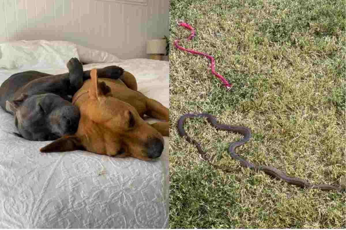 cani e serpente in giardino
