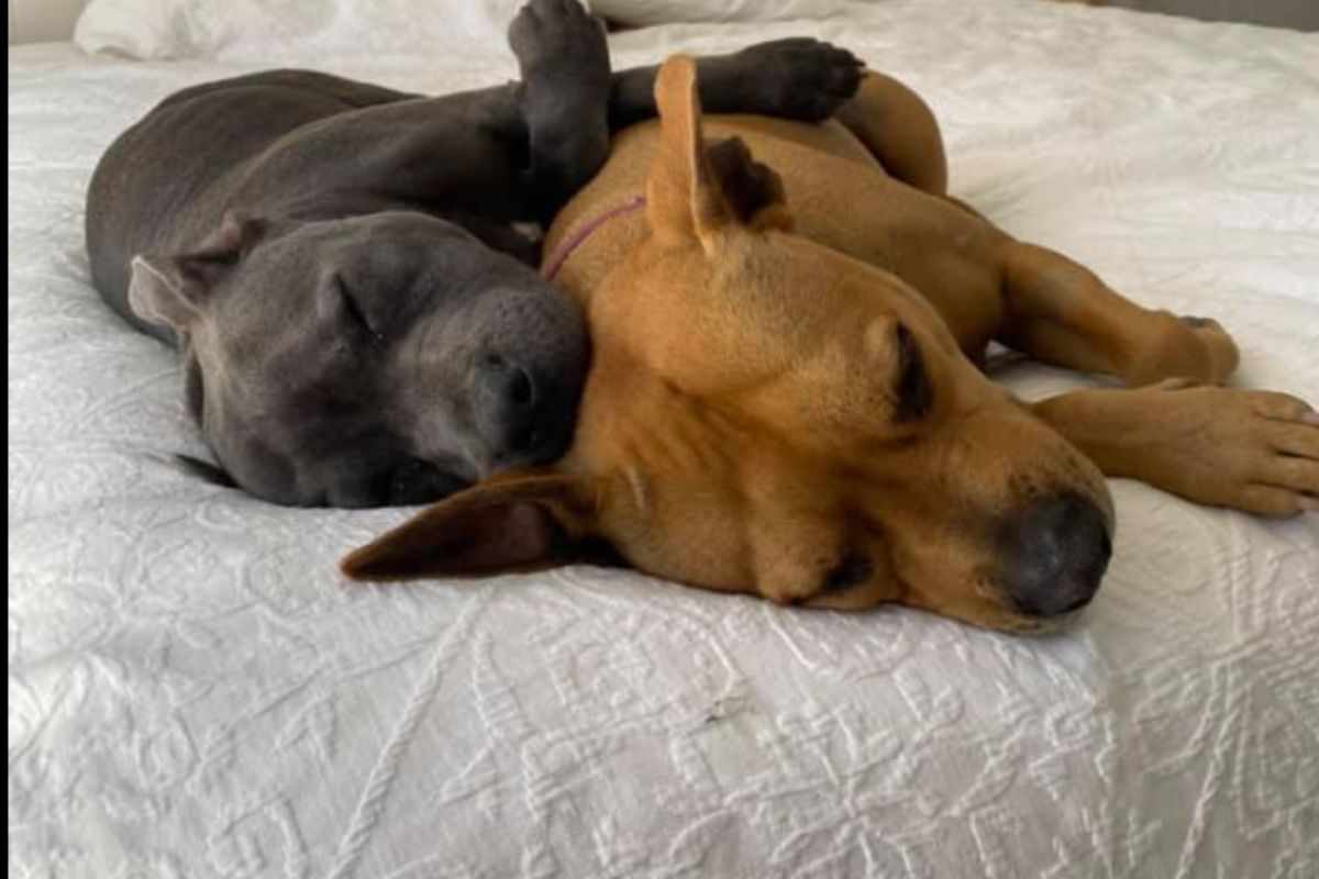 cani dormono sul letto