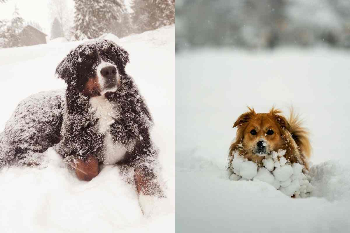 Cani nella neve