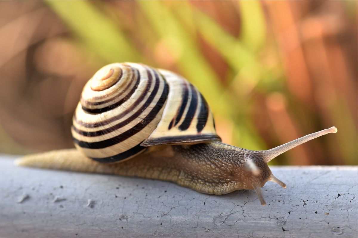 chiocciola