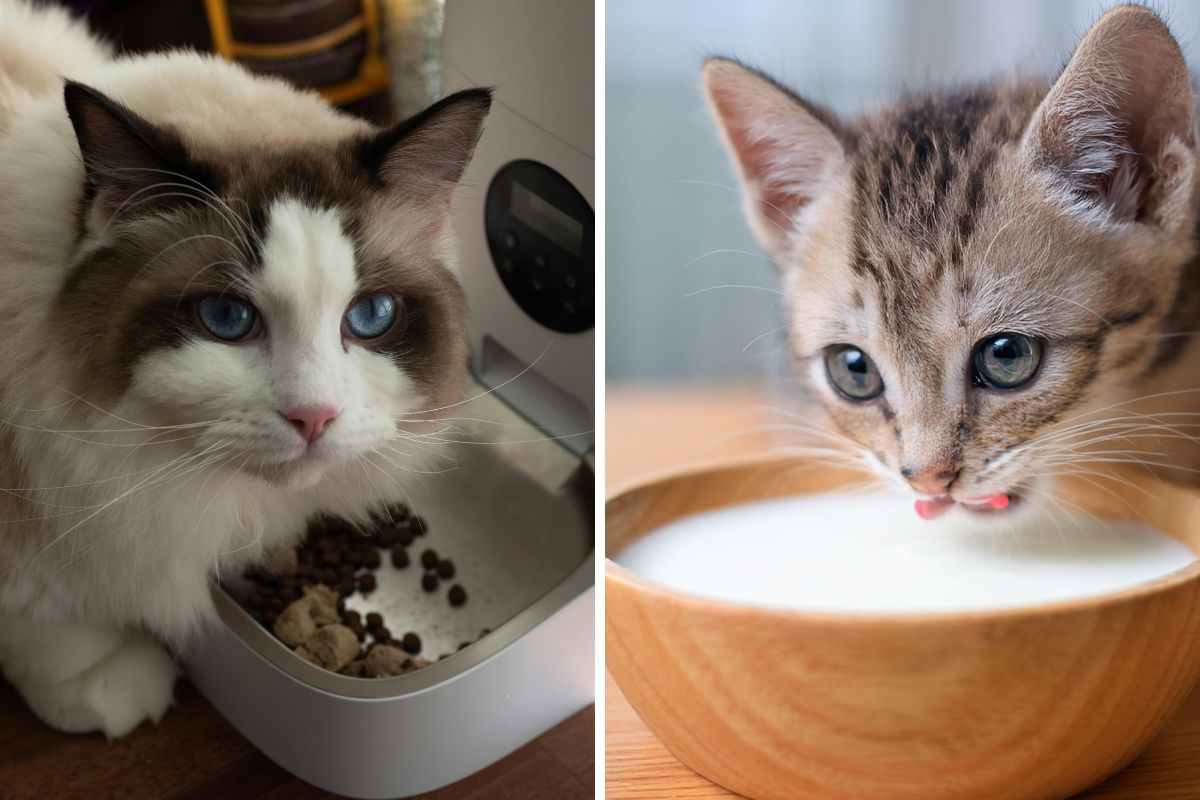 cibo per gatti