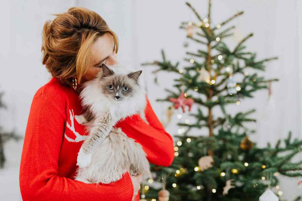 coccole al gatto