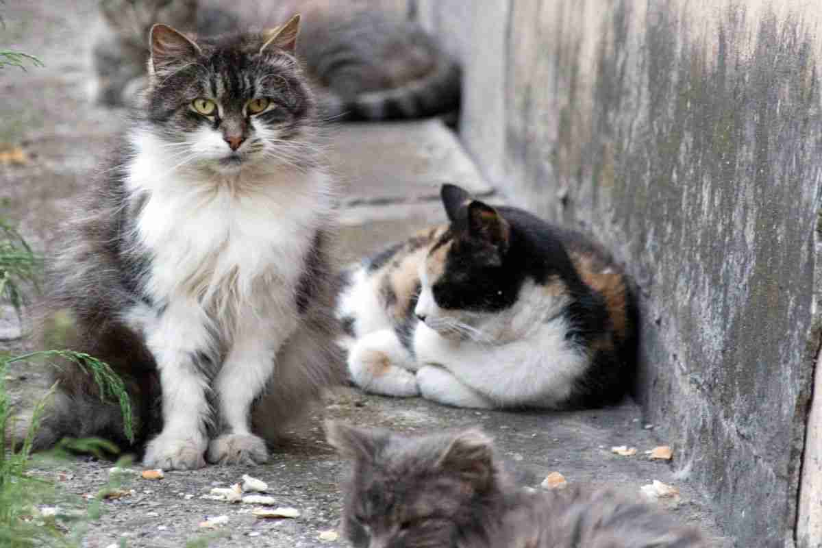 colonia felina