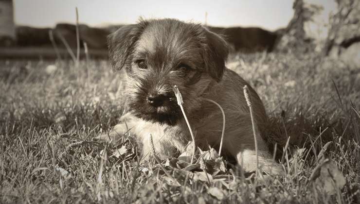 cucciola di cane salvata