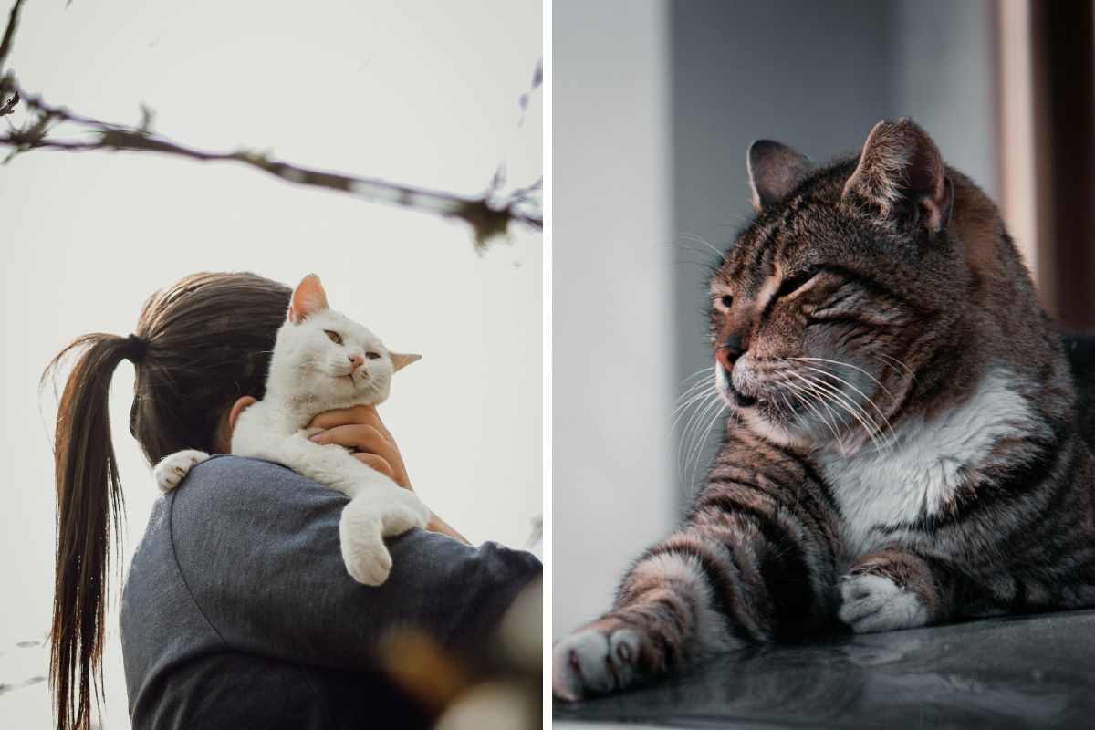gatti
