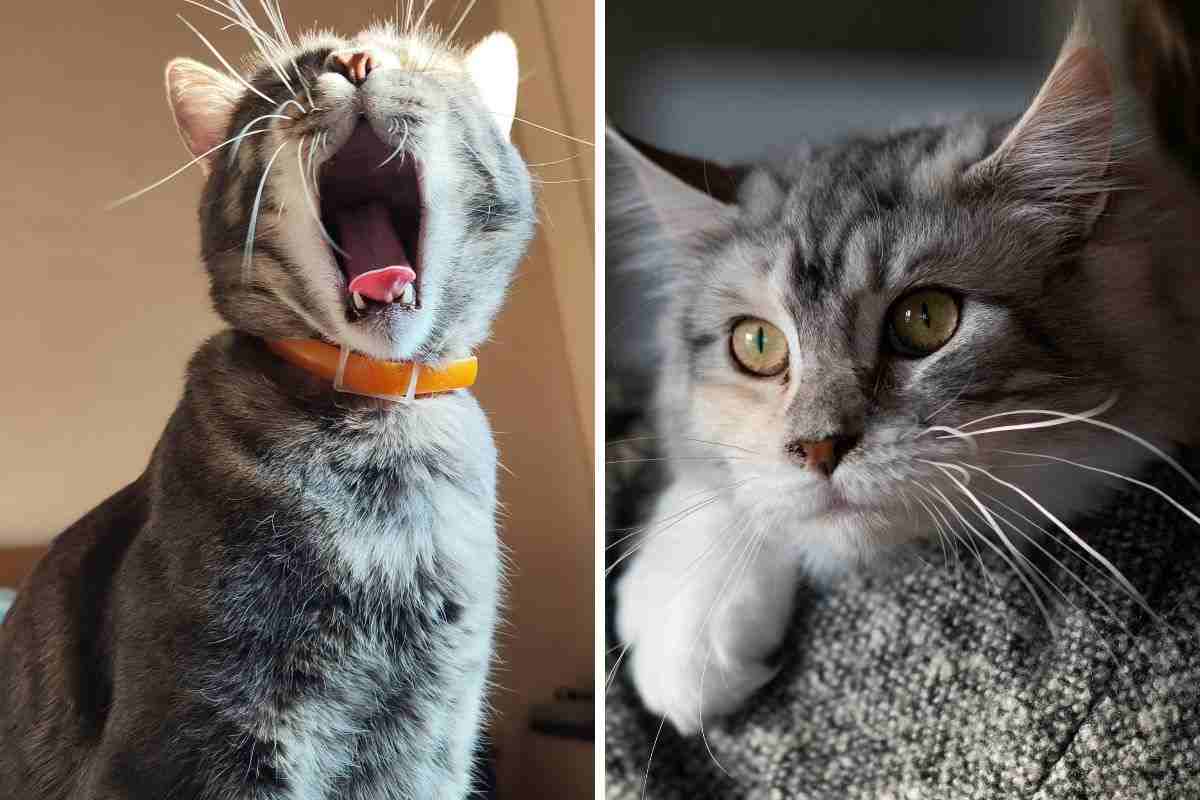 baffi del gatto