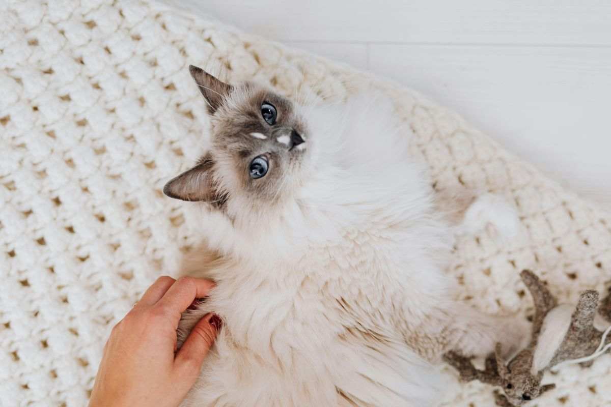 gatto fa le fusa