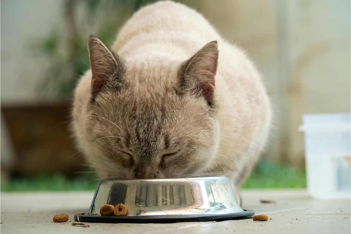 cibo per gatti
