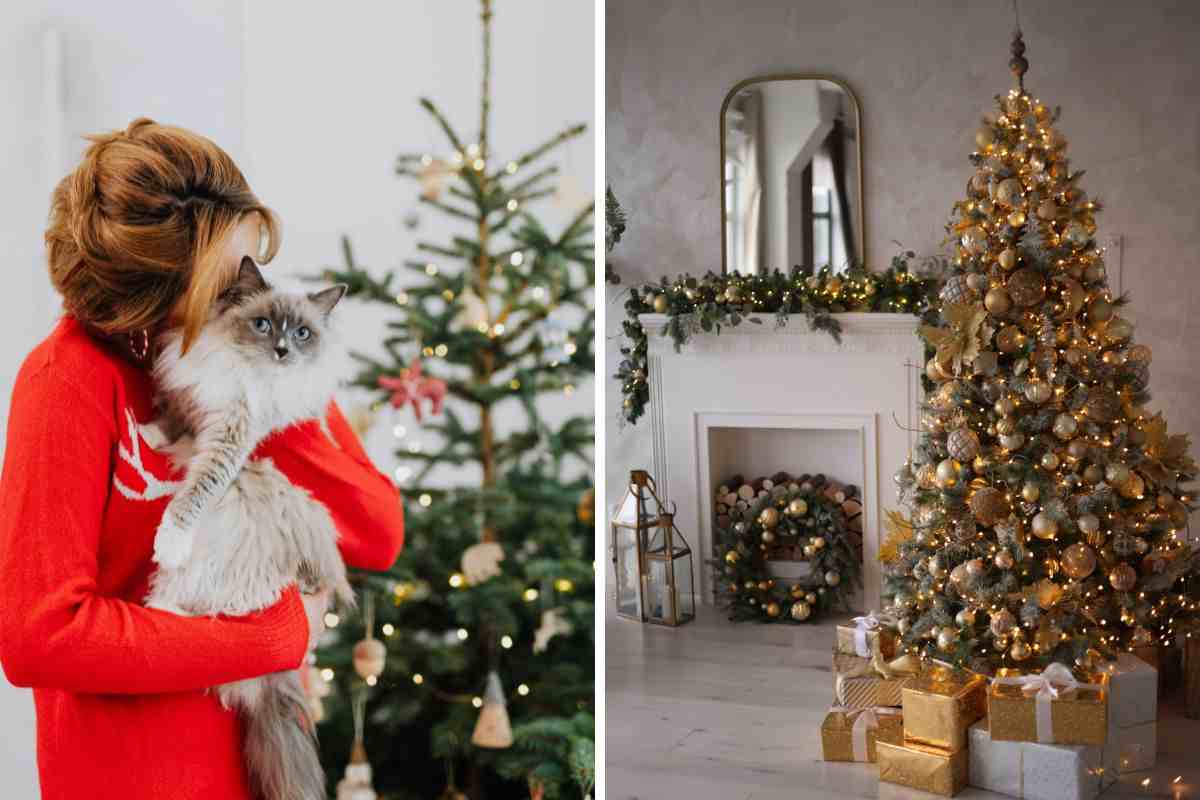 gatto a natale