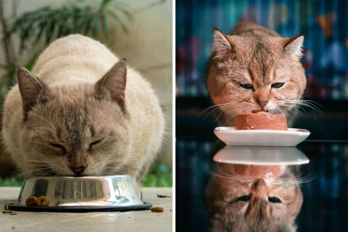 ciotole del gatto
