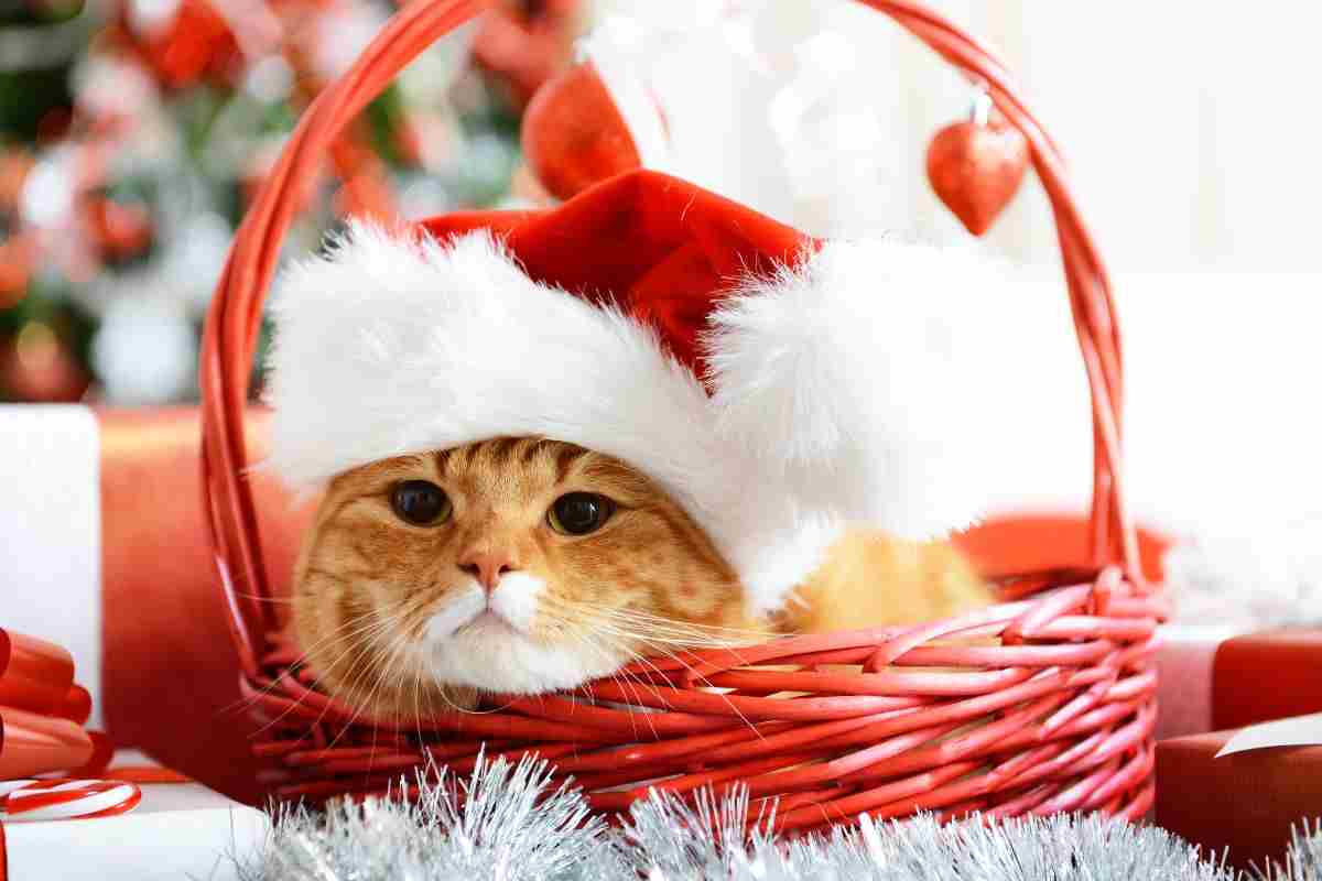 gatto nel cestino