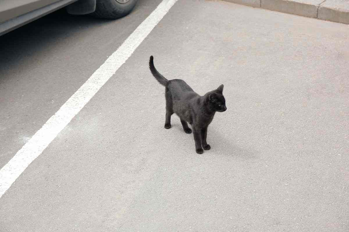 Gatto randagio