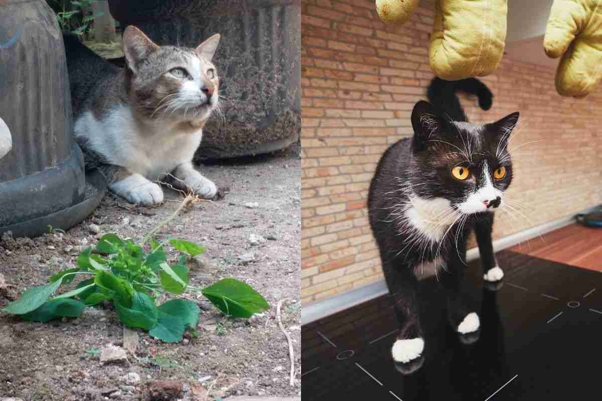 gatto in casa e in strada
