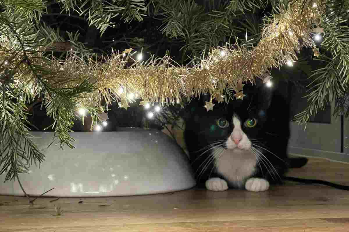 gatto nascosto