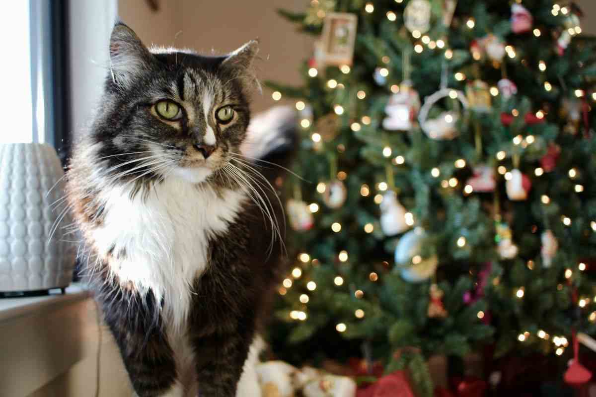 gatto e albero