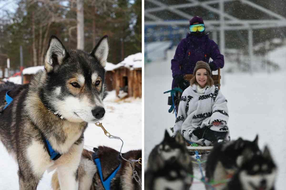 husky