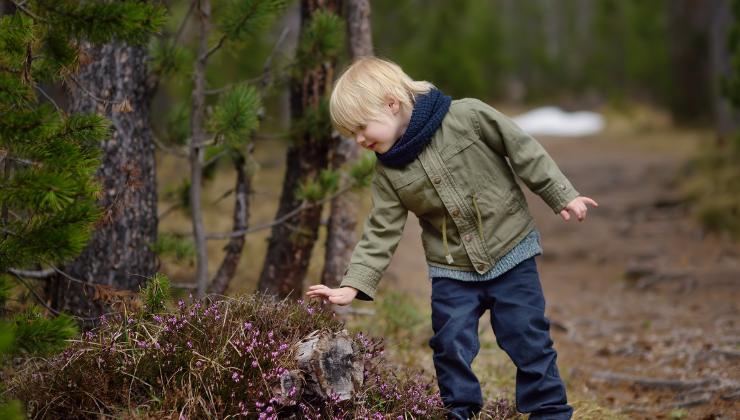 il bambino di tre anni perso nel bosco