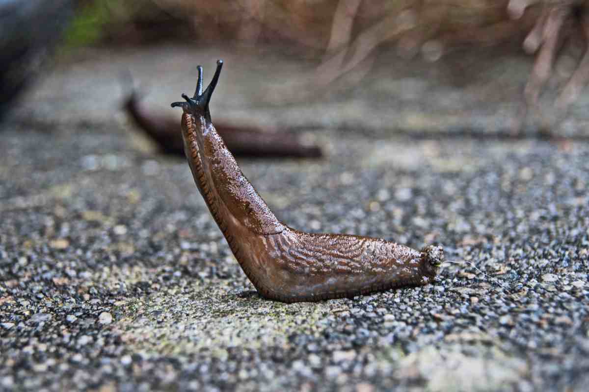 limaccia