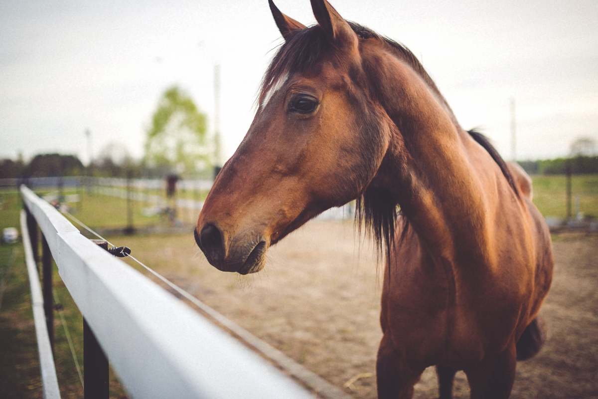 cavallo