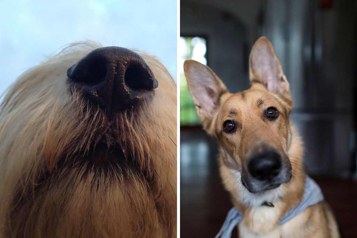 tartufo del cane