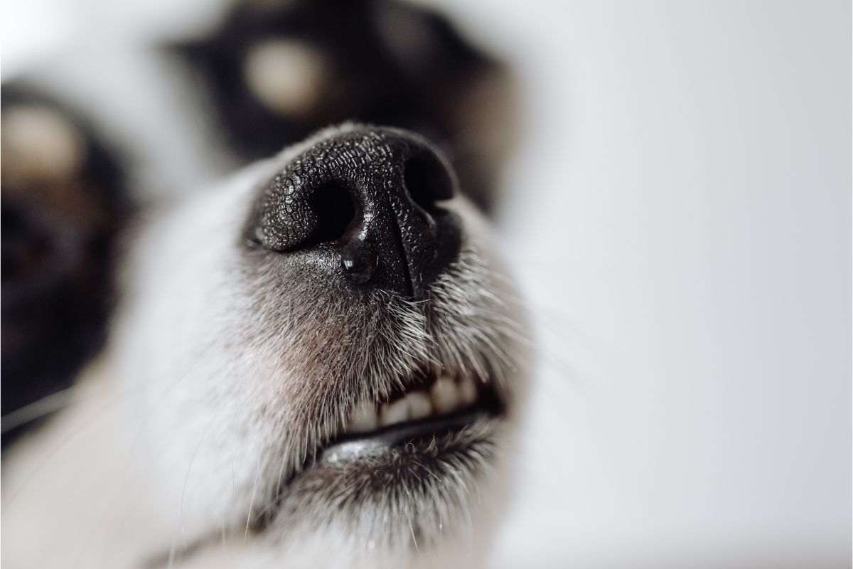 naso bagnato del cane