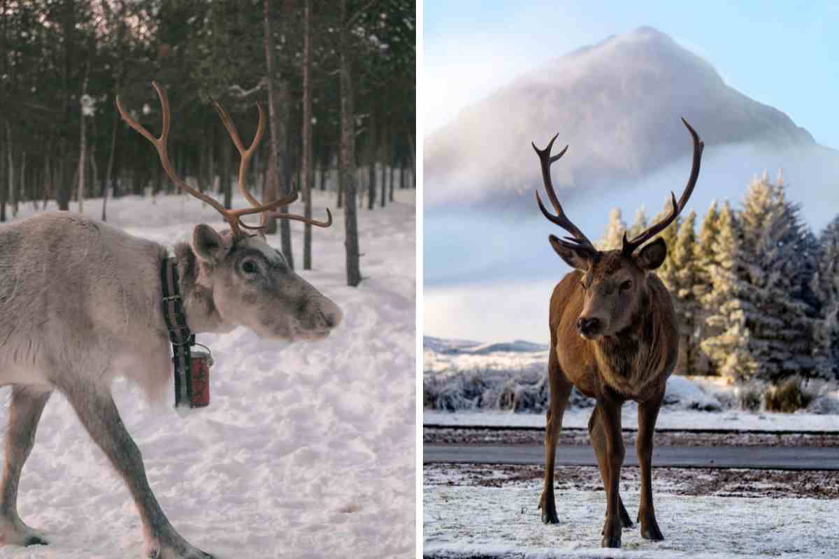 renne sulla neve