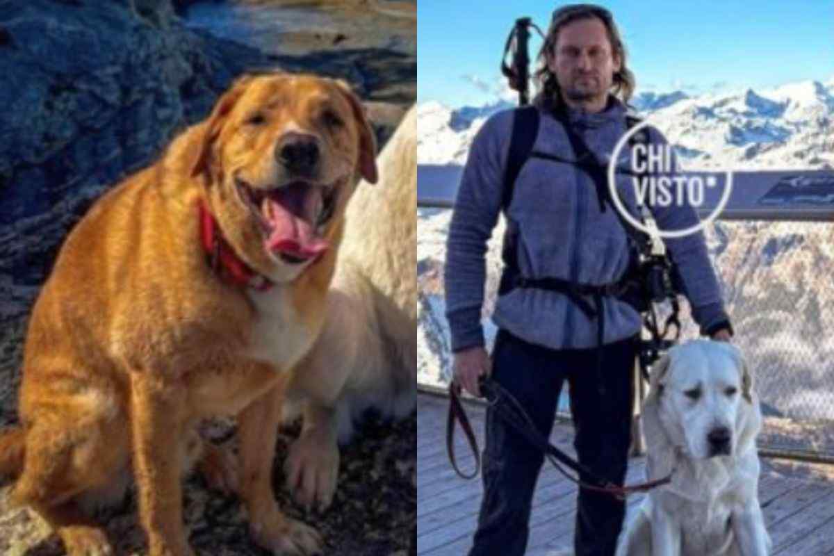 Turista polacco e cani