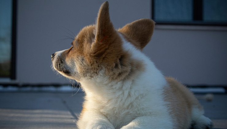 Bao dormiva sotto una busta di plastica