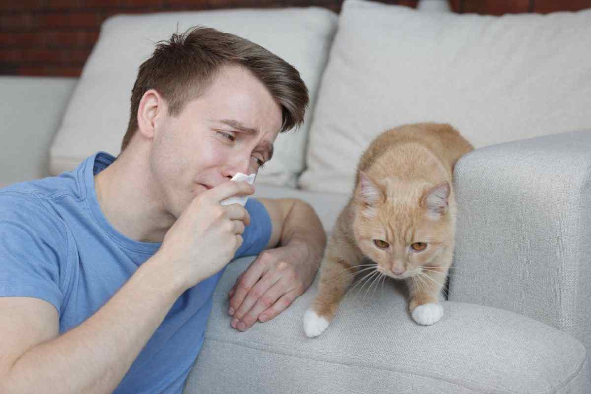 Gatto morente