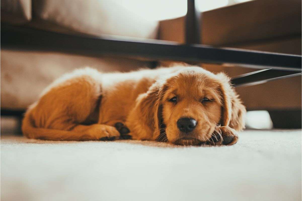 cane depresso