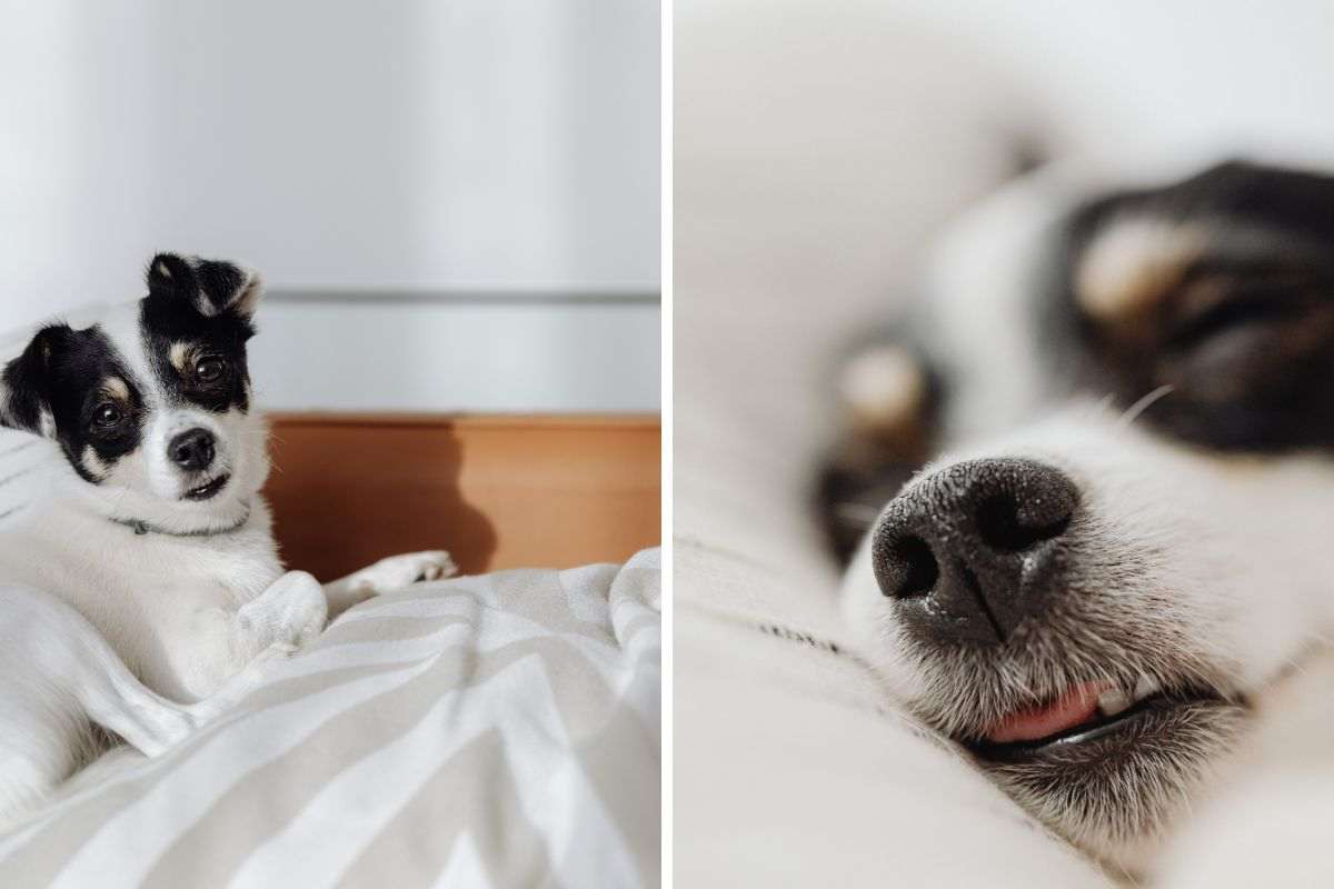 cane ai piedi del letto