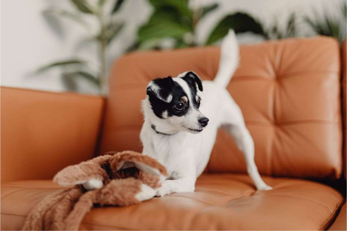 giochi per cani