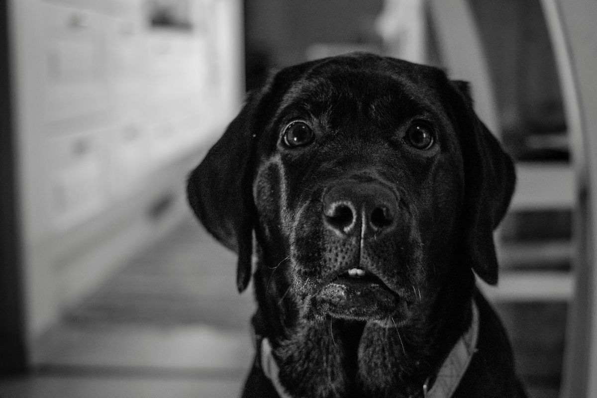 problemi mentali nel cane