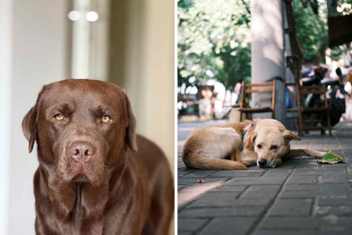 cane disorientato