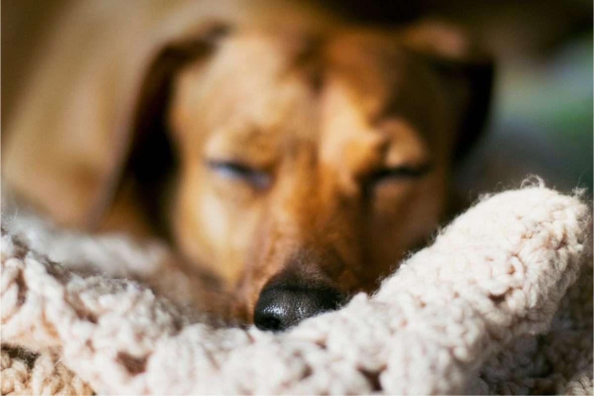 cane anziano