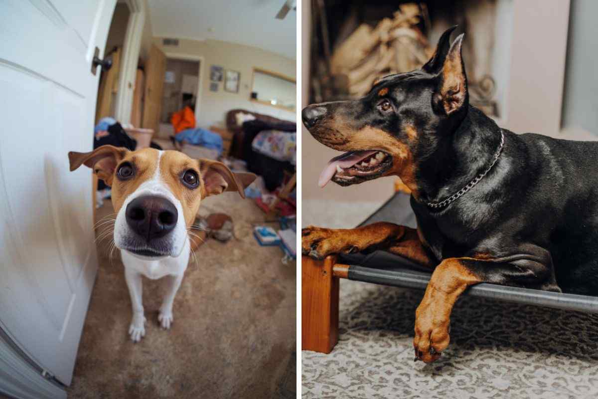 cane e mobili
