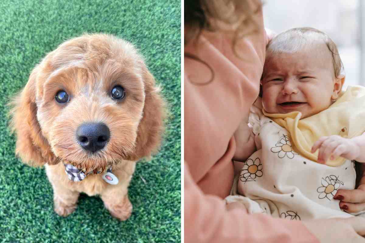 cane e bambino