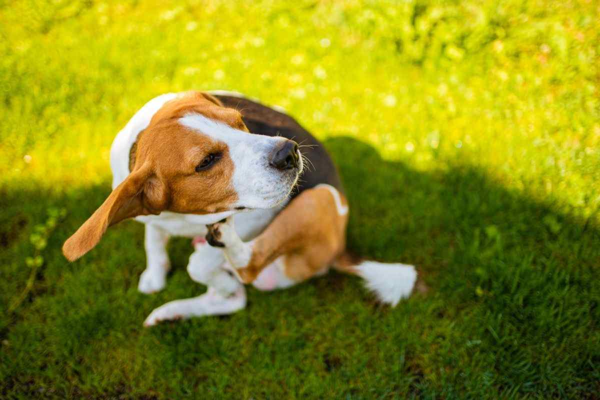 cane in giardino